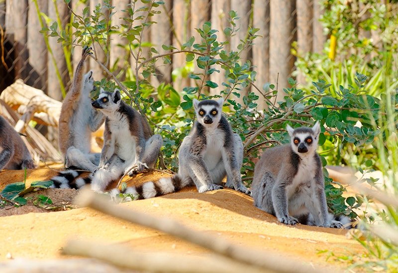 🐒 도키와 동물원 이미지 1